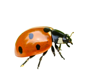 Nature Macro of Ladybug with Detailed Shell and Legs, Soft Pastel Background