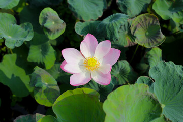 Beautiful pink lotus flower in full bloom