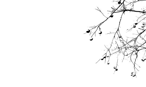 leafless bruch of tree vector