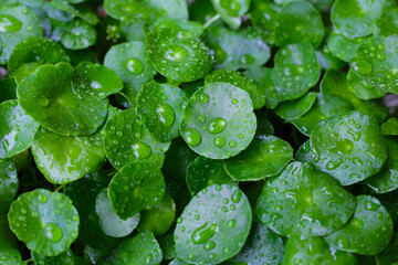 Green leaves of centella asiatica with rain drop (Gotu Kola) Fresh herb plant