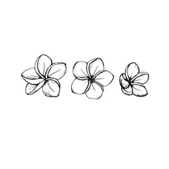 Flowers of Plumeria isolate. Line art transparent background. Hand drawn nature painting. Freehand sketching illustration.