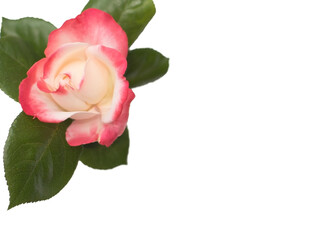 Top View of White Rose with Pink Edges and Leaves Isolated on White Background. copy space.
