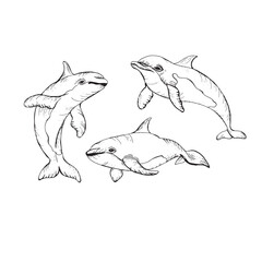 Vector hand drawn illustration of dolphins. Sketch detailed engraving style
