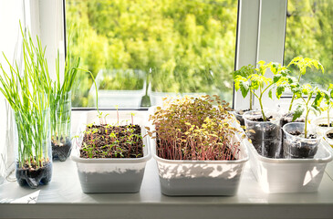 Indoor Plants on Window Sill Growing in Containers. Home Gardening and Cultivation of Young Organic...