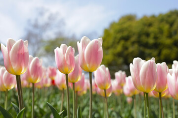 Beautiful tulip flower garden. The Expo 70 Commemorative Park, Osaka, Japan