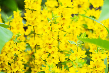 Bright Yellow Loosestrife Flowers in Garden. Natural Background of Vibrant Summer Blossoms.