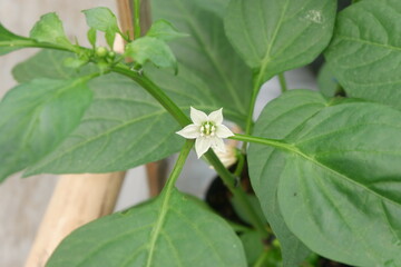 A delicate white flower of a chili or pepper plant captured up close, surrounded by green stems. Great for showcasing early flowering stage in vegetable farming and plant biology.