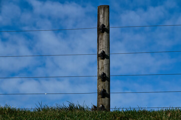 Stock control with an electric fence
