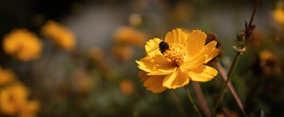 The vibrant yellow flower attracting a busy bee in a sunny garden setting.