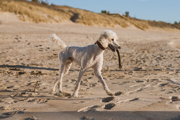 Poodle dog is carrying a stick at a sandy beach