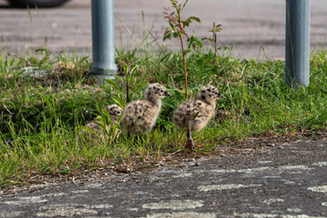 Seagull chicks on asphalt and grass