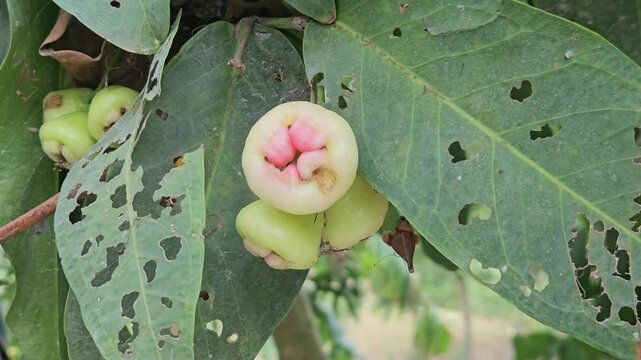 Syzygium samarangense has many common names depending on the region. Gulab Jamun, Jambos, Jambu, Malabar Plum, Panineer Champakka, Mountain Apple, Cloud apple, Wax apple, Malay apple, and Pau T&ecirc;e.