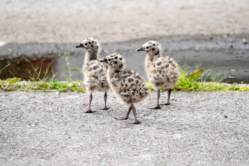Seagull chicks on asphalt and grass