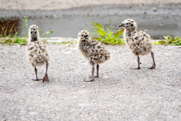 Seagull chicks on asphalt and grass