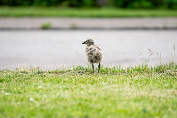 Seagull chick on asphalt