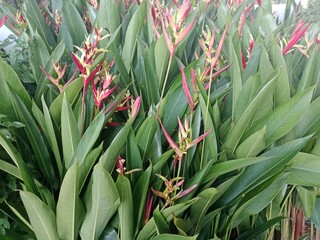 Obraz premium Flowers bloom in a beautiful garden in sight 