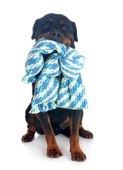 rottweiler in studio