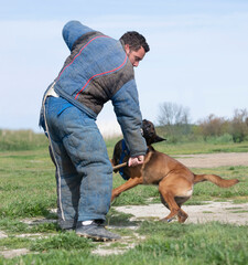 training of belgian shepherd