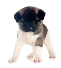 puppy amerikan akita in studio