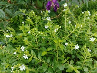 Flowers bloom in a beautiful garden in sight 