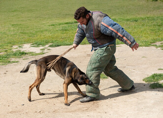 training of belgian shepherd