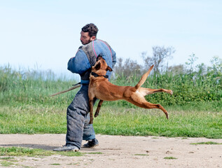 training of belgian shepherd
