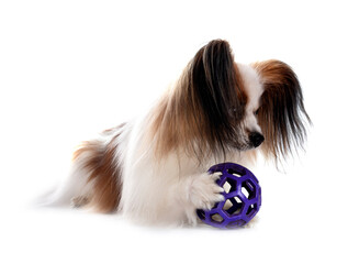 papillon dog in studio
