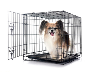 papillon dog in cage in studio
