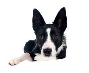 young border collie