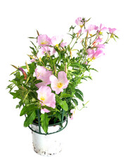 oenothera speciosa nutt