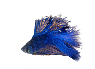 Siamese fighting fish in studio