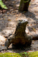 Komodo dragon giant lizard (Varanus komodoensis), Native to a few Indonesian islands within the Komodo National Park