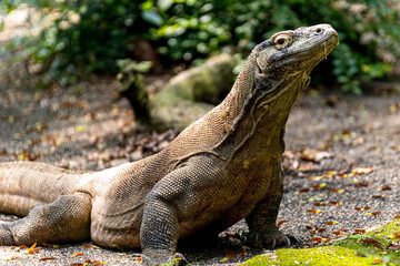 Komodo dragon giant lizard (Varanus komodoensis), Native to a few Indonesian islands within the Komodo National Park