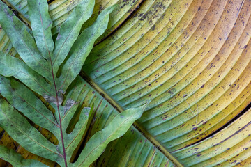 Close up of tropical leaves