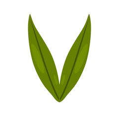 Fresh Green Mango Leaves Isolated on White Background – Tropical Foliage for Design, Decoration, and Herbal Use