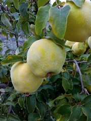 Fresh ripe quince fruits on branch in Toledo garden, Spain. 