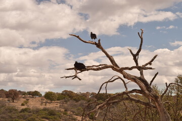 Pareja de buitres observando desde un &aacute;rbol muerto