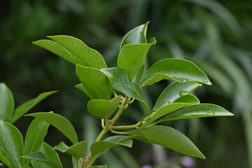 シキミ(樒)の木の葉のアップ画像