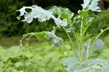 虫に食べられるいる野菜の葉