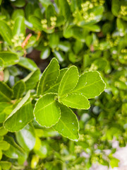 Green leaves of viburnum odoratissimum