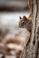 Obraz premium A cute squirrel peeks out from behind a tree trunk