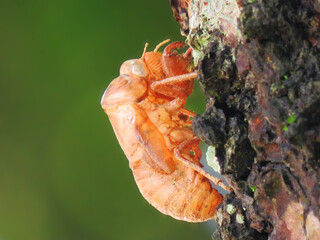 Close-up of a cicada exoskeleton clinging to tree bark, highlighting the insect's molting stage in...