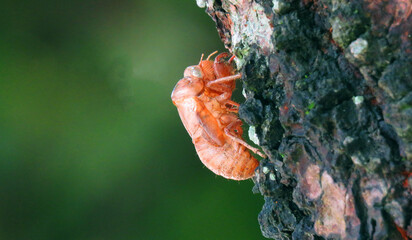 Close-up of a cicada exoskeleton clinging to tree bark, capturing the moment of natural...