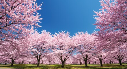 Springtime Park Background