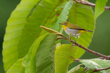 Indian White-eye - Zosterops palpebrosus, small beautiful yellow perching bird from India bushes...