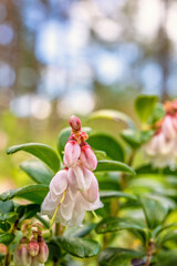Beautiful Lingonberry flowering in a woodland