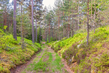 Dirt road in a slope at a pine forest in the summer