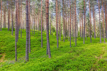 Pine woodland with green shrubs on the ground in the summer