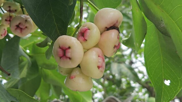 Low angle shot of Syzygium samarangense has many common names depending on the region. Gulab Jamun, Jambos, Jambu, Malabar Plum, Panineer Champakka, Mountain Apple, Cloud apple, Wax apple, Malay apple