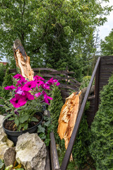 Broken fruit tree during a storm in the garden, lightning struck, ignited and broke a tree under...